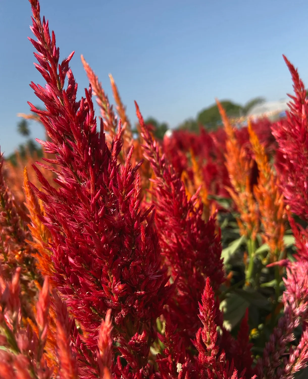  Amaranth