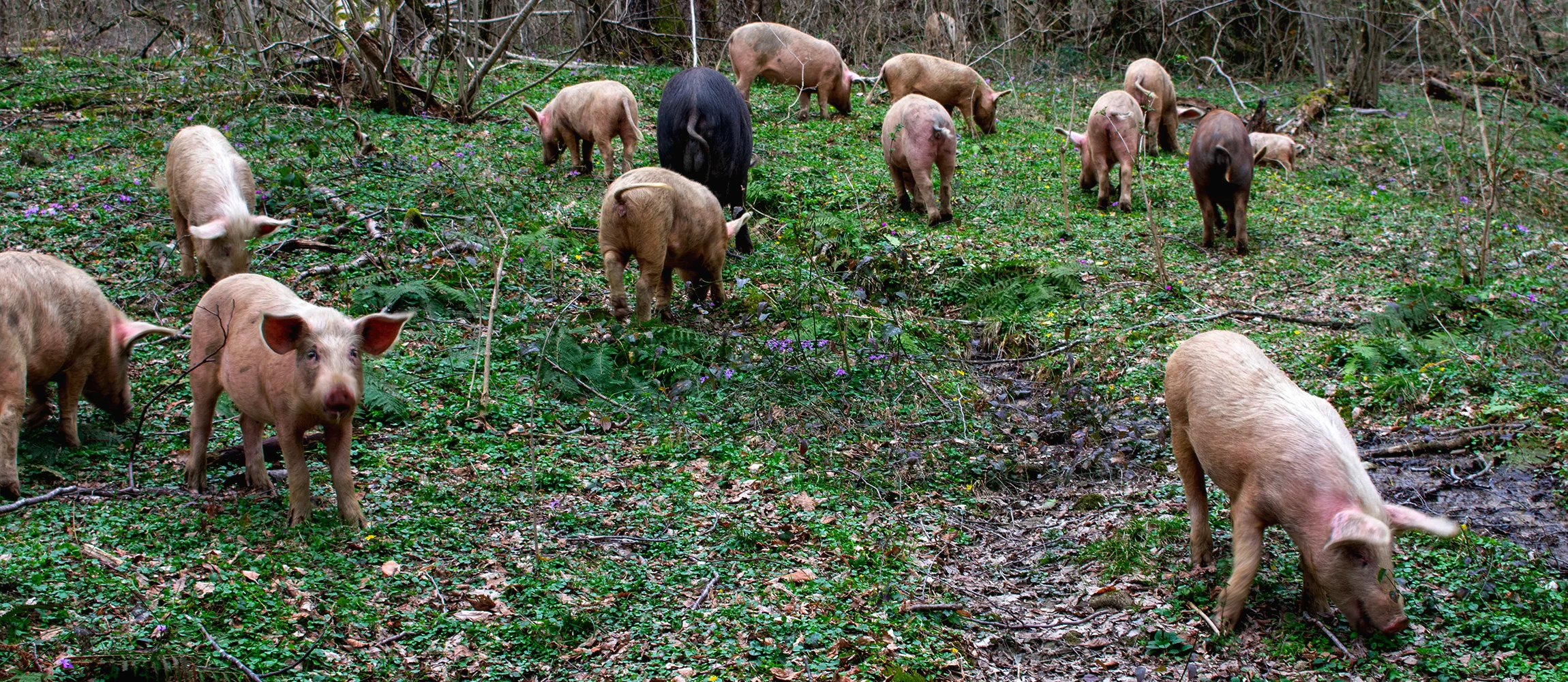 Wie Trüffeln wachsen und was sie so besonders macht