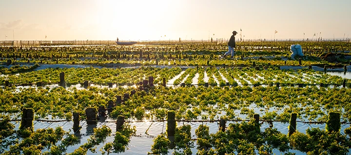 Low Trophic Aquaculture