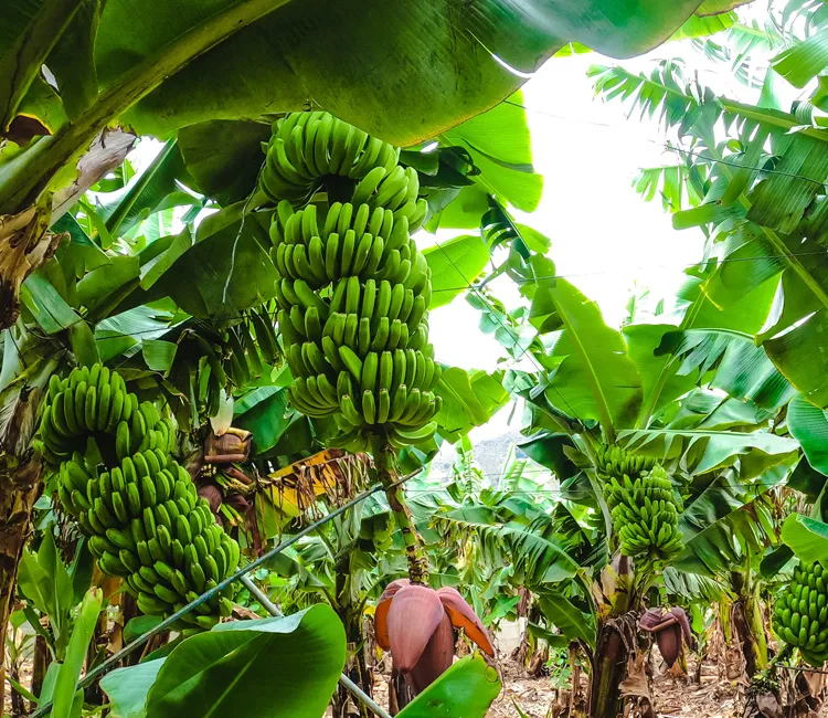 Bananenplantagen | Drei nachhaltige Verfahren