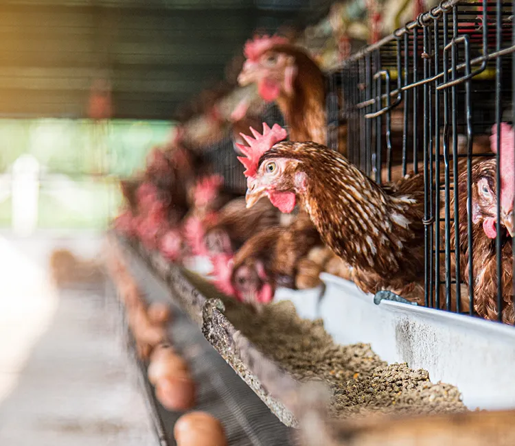 Legebatterien | Die Geschichte hinter deinem Frühstücksei