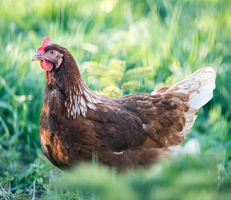 H&uuml;hnerhaltung in der Stadt | Hier spricht die Expertin