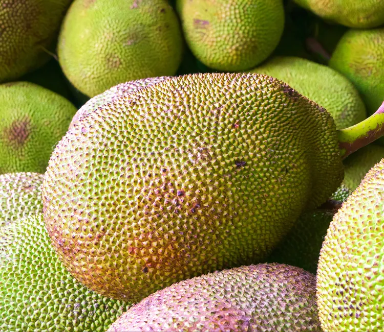 Jackfr&uuml;chte | Wie sie angebaut werden