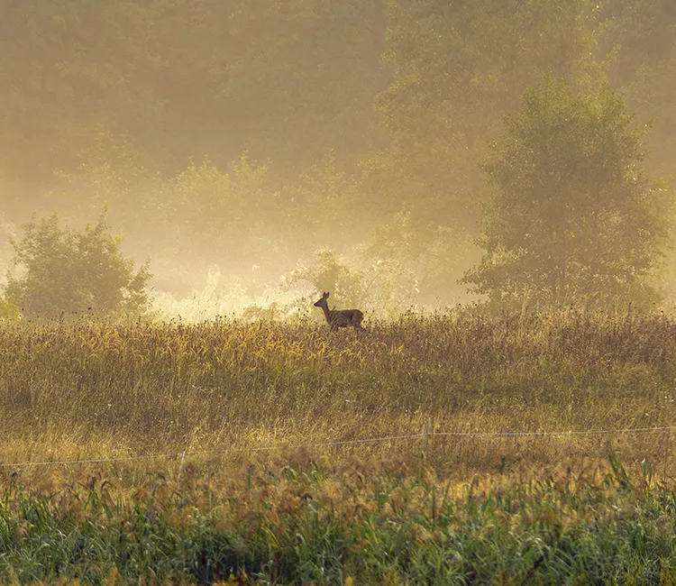 Ist Wildfleisch gut f&uuml;r die Umwelt?