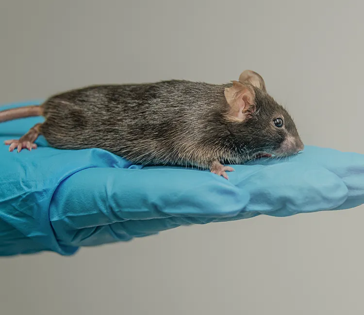 Lebensmitteltests an Tieren | Fragt den Experten