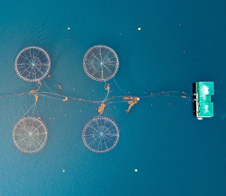 Digitalisierung: Besseres  Aquakultur- und Fischereimanagement