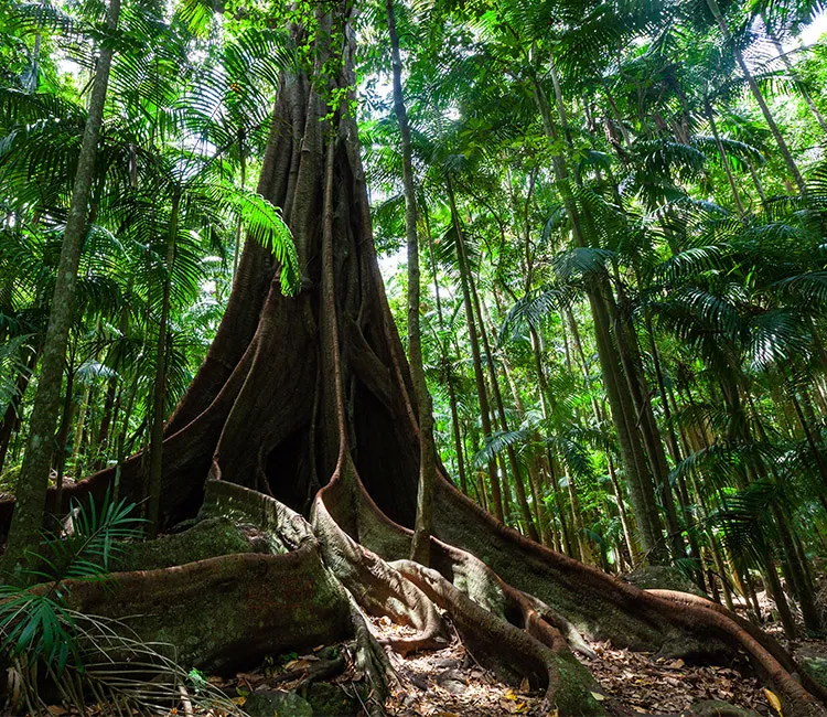 Wie Feigenb&auml;ume W&auml;lder wieder aufforsten und die Biodiversit&auml;t unterst&uuml;tzen