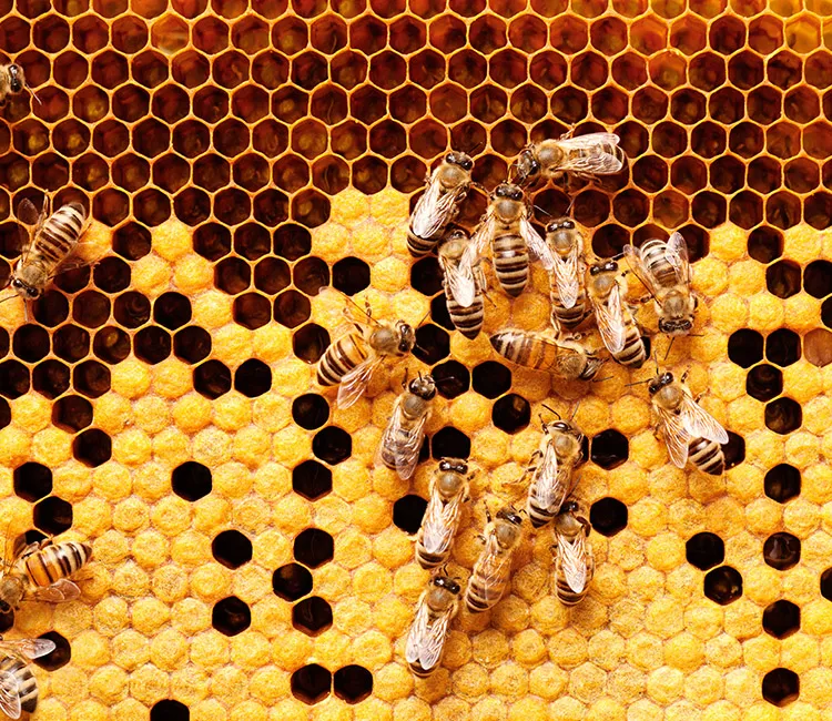 Manuka-Honig und Jarrah-Honig| So werden sie hergestellt