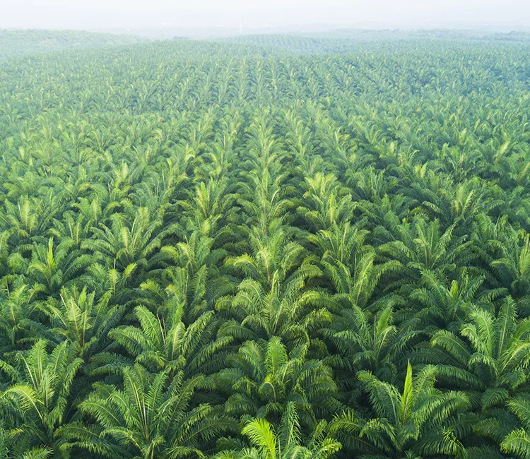 Probleme mit Palm&ouml;l|Die wahren Kosten der Produktion