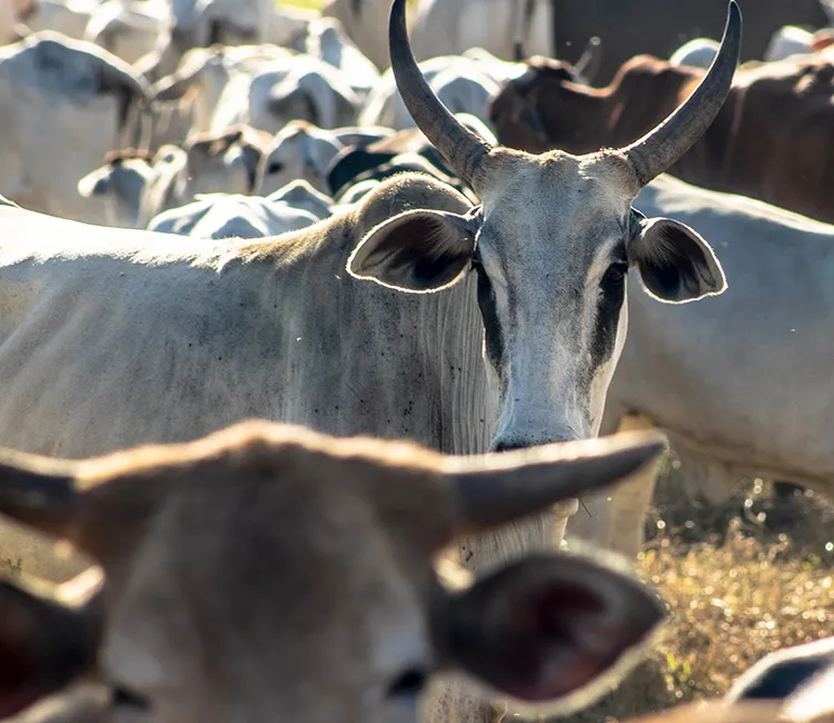 Kann der Einfluss von Aktion&auml;ren die Abholzung in Brasilien stoppen?