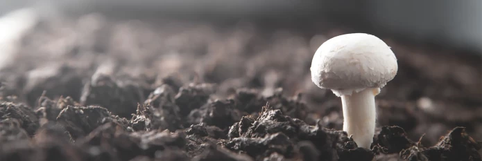 mushroom-farming-header.webp