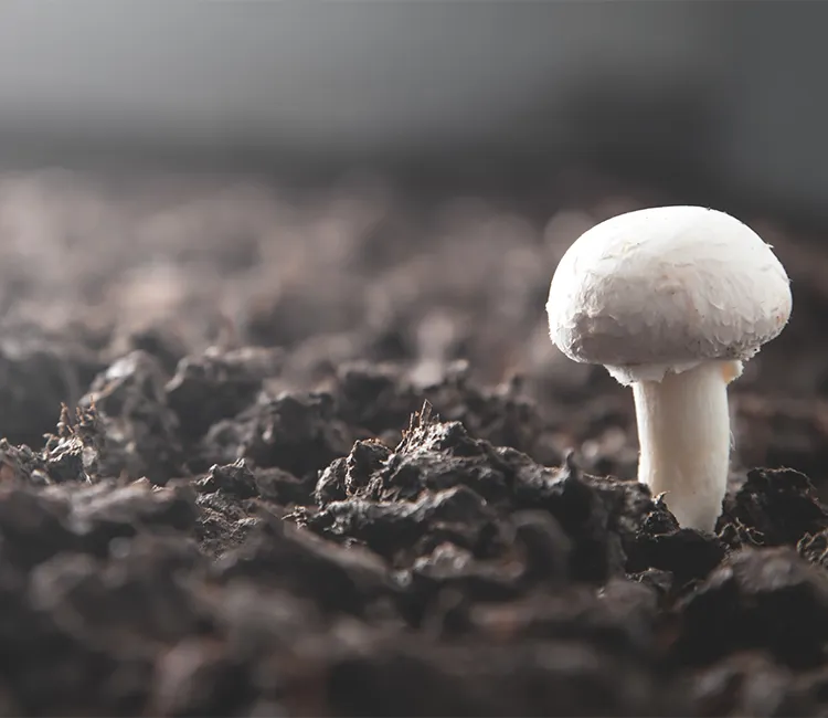 Pilzzucht & Verarbeitung | Frag den Experten