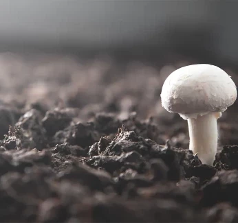 mushroom-farming-mobile.webp