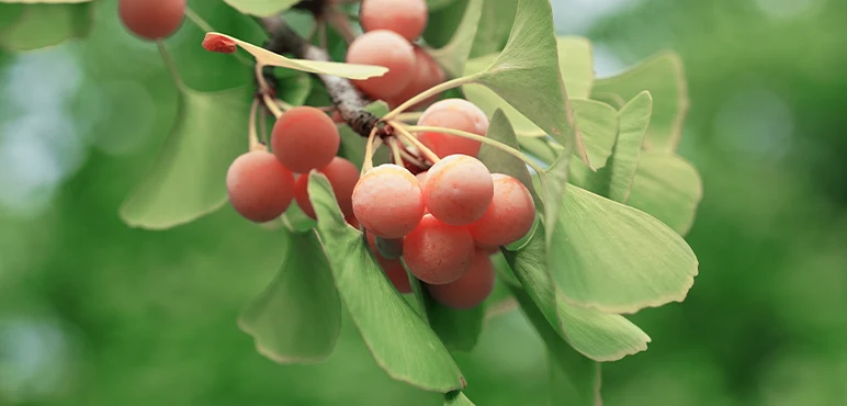 The leaves of the Gingko tree