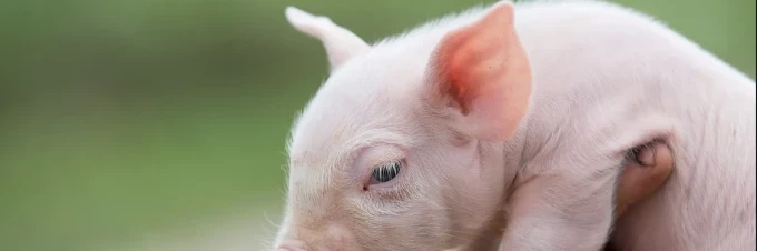 animal-vaccination-meat-safety