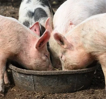 pigs-food-waste-category.webp