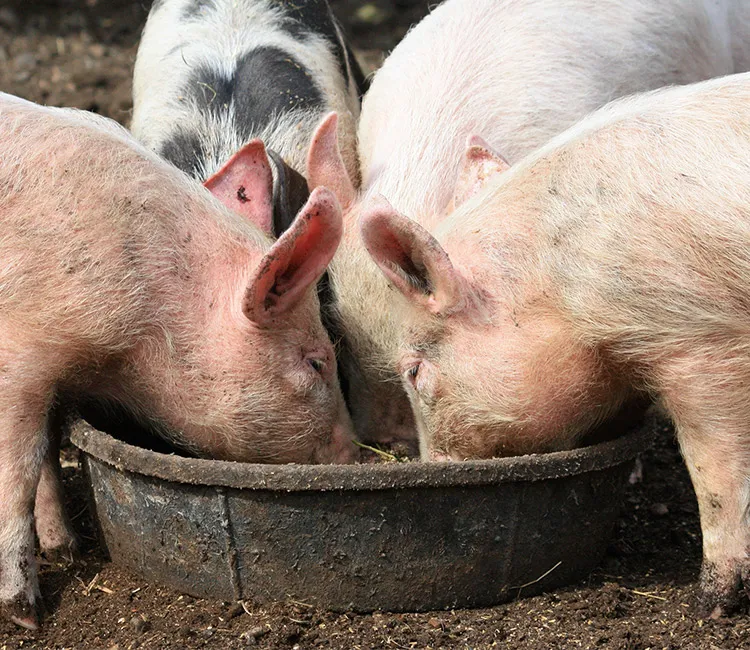 K&ouml;nnen Schweine helfen, die Lebensmittelverschwendung zu reduzieren?