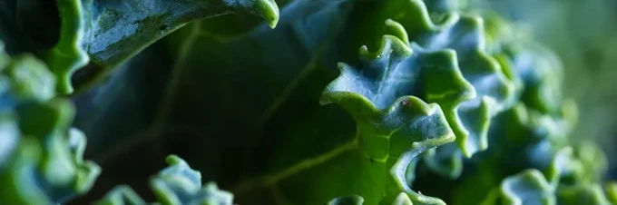 calcio-en-una-dieta-a-base-de-vegetales-fuentes-veganas-de-calcio