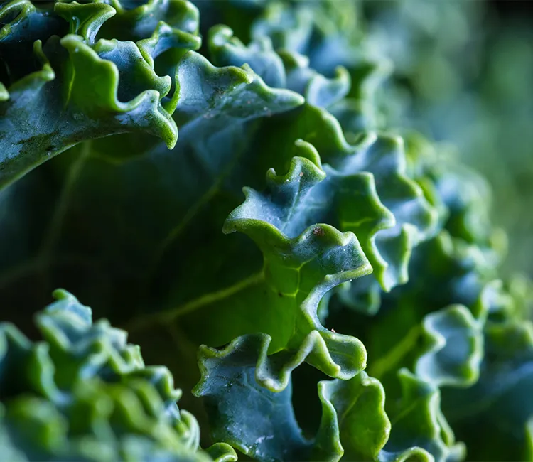 Calcium in pflanzenbasierter Ern&auml;hrung | Vegane Calciumquellen