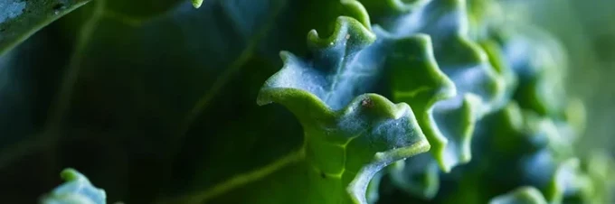 calcium-in-pflanzenbasierter-ernaehrung-vegane-calciumquellen