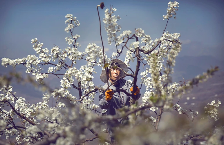 A Chinese farmer pollinates a pear tree by hand on March 25, 2016, in Hanyuan County, Sichuan province, China.