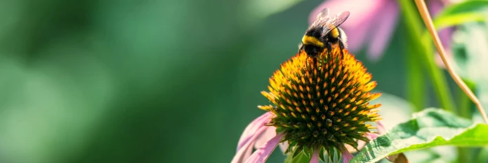 pollination-how-it-works-header.webp