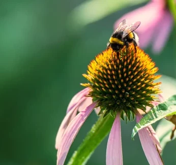 pollination-how-it-works-mobile-header.webp