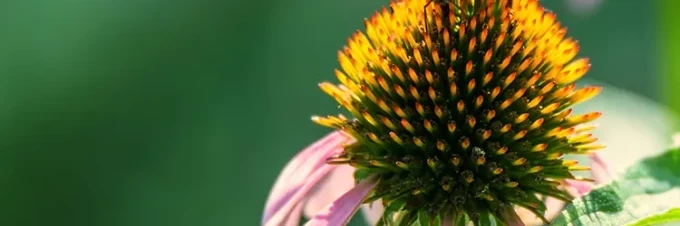 wie-bestaeubung-funktioniert