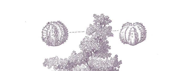 properties of quinoa