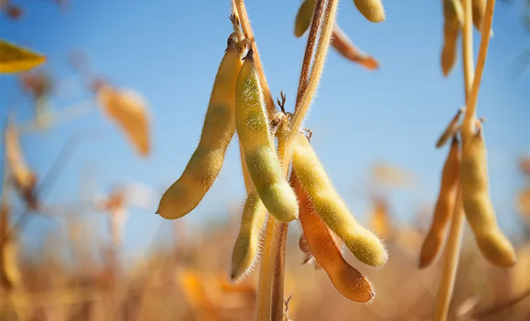 Soybeans