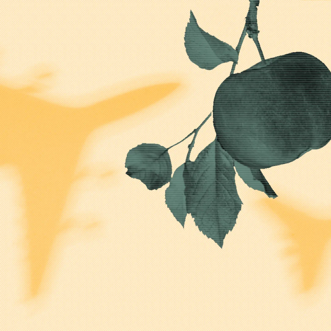 Die Klimabilanz von regionalen und importierten &Auml;pfeln