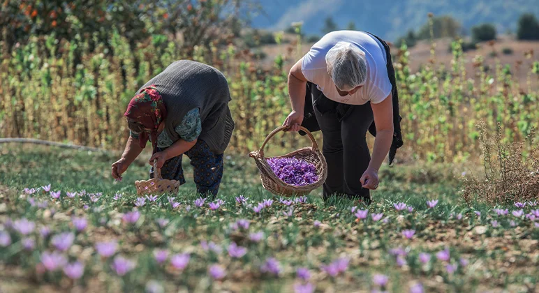 saffron picking
