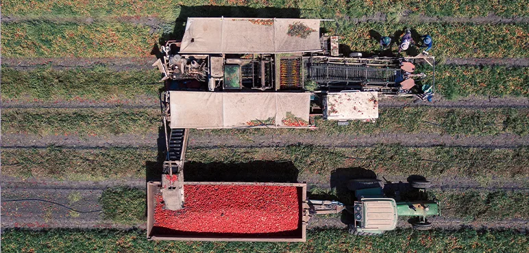 tomato harvesting