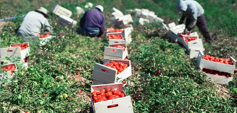 tomato picking