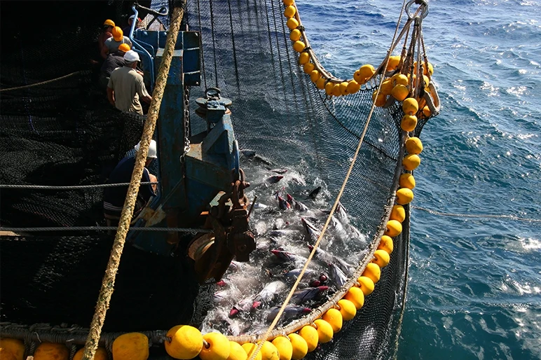 Fishing trawler hauling in net of fish from ocean