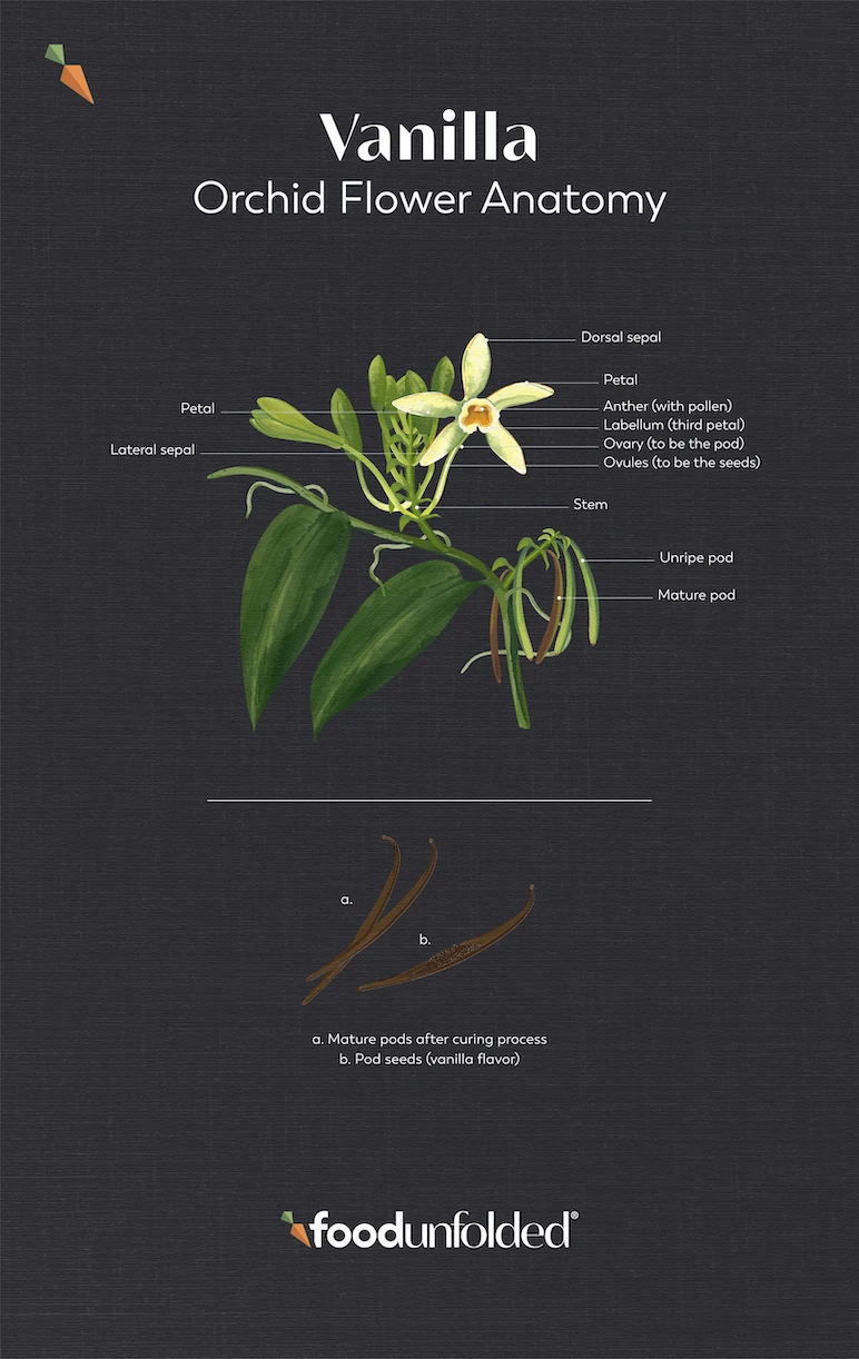 Vanilla Orchid Flower Anatomy infographic