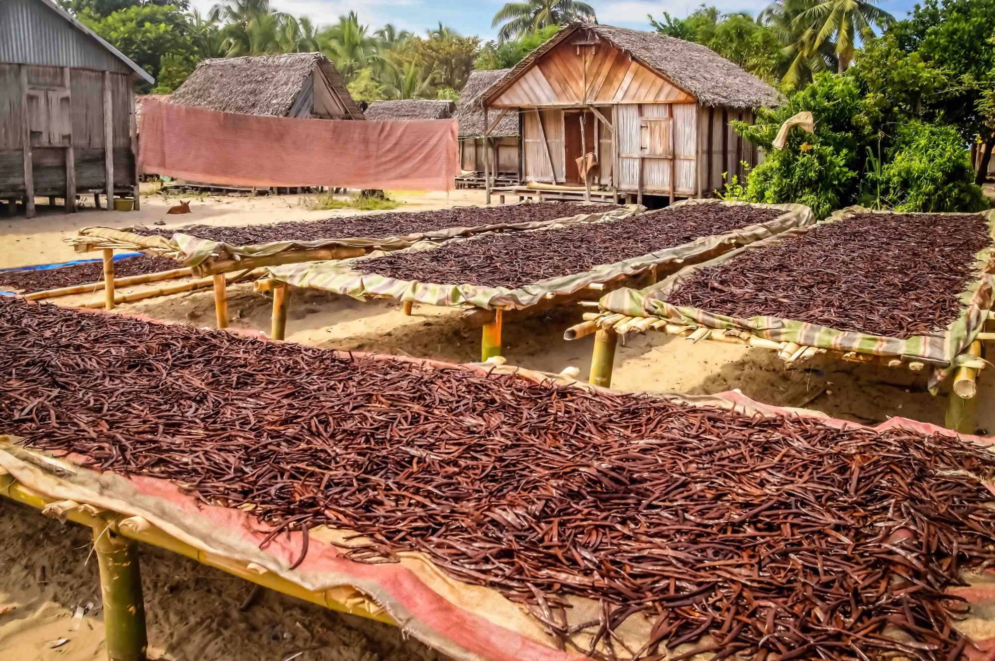 Vanilla pods drying on large cloths stretched over bamboo structures in village