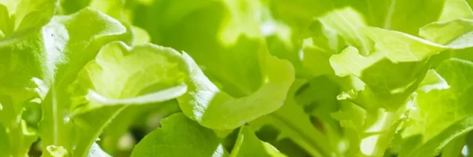 vertical-farming-whats-the-deal-anyway