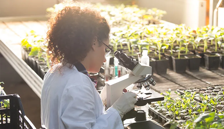 Scientist analysing plants with microscope