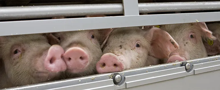 Pigs sticking snouts out through gap in a trailer