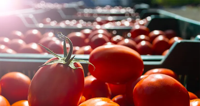 Crates of tomatoes