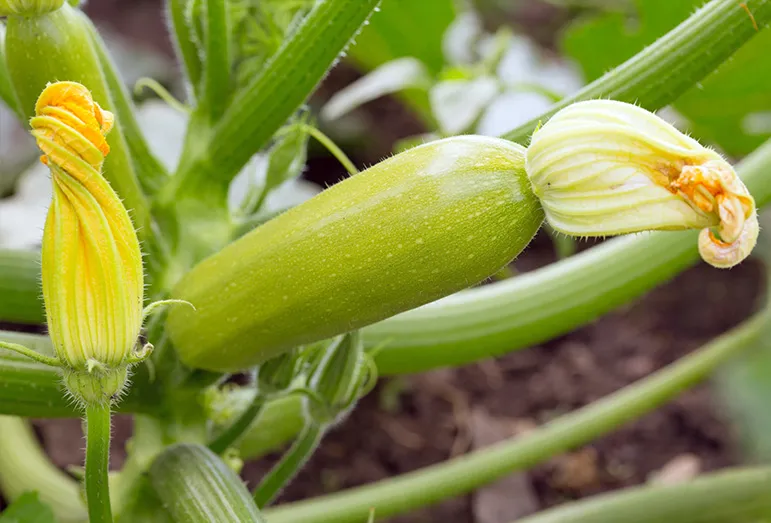 When to harvest edible flowers